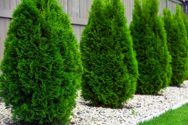 Arborvitae Planting in Conway