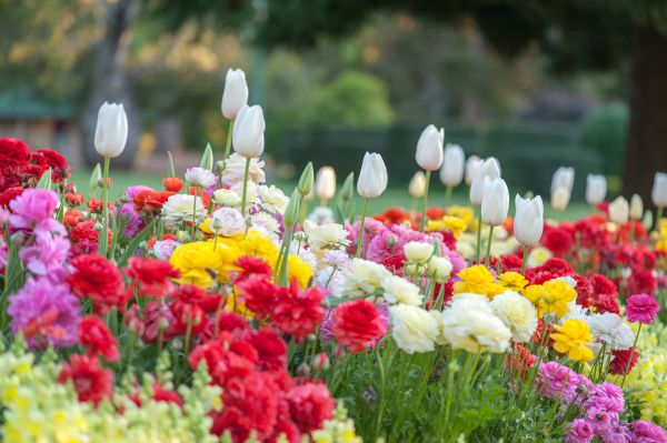 Gardening Service in Conway