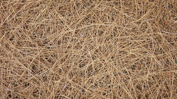 Pine Needles Delivery in Conway