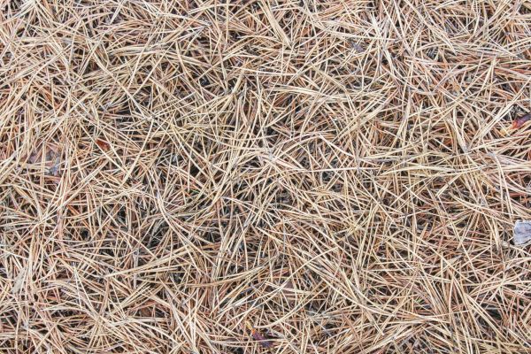 Pine Straw Installation in Conway