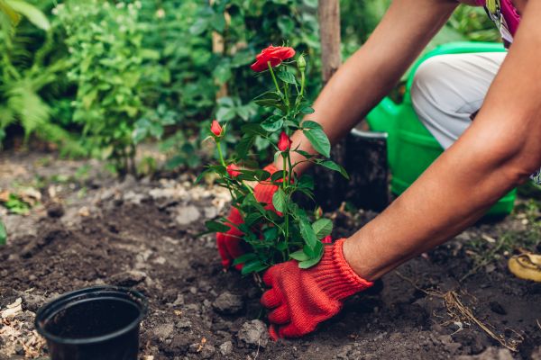 Planting Service in Conway