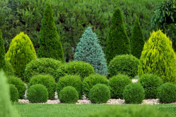 Shrub Replacement in Conway