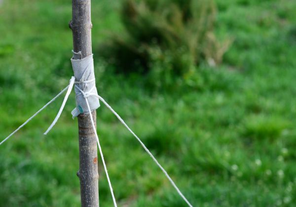 Tree Staking Service in Conway