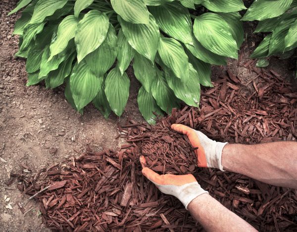Shredded Mulch Service in Conway