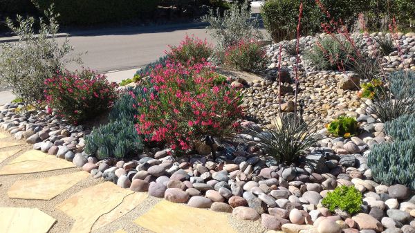 Xeriscape Landscaping in Conway