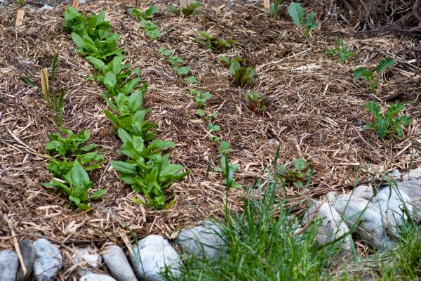 Mulch Service in Conway