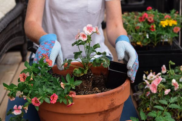 Plant Care Service in Conway