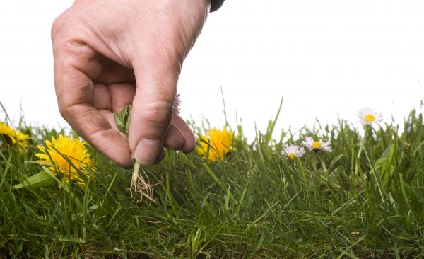 Lawn Weeding in Conway