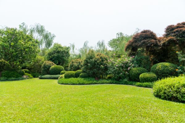Tree Landscaping in Conway