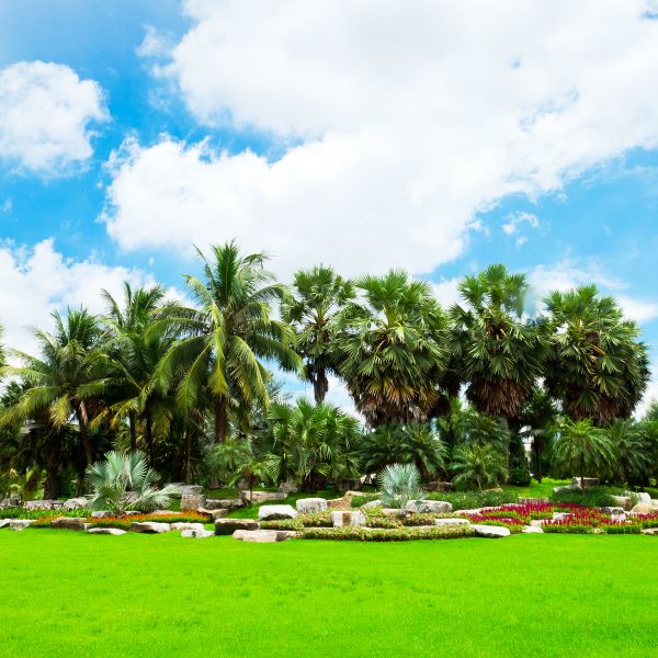 Tropical Landscaping in Conway