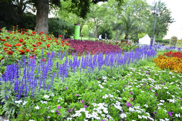 Perennials Planting in Conway