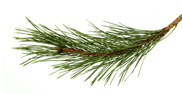 Pine Needles Installation in Conway