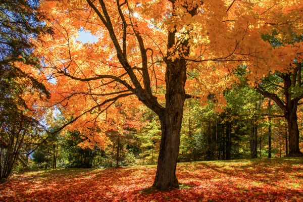 Maple Tree Planting in Conway