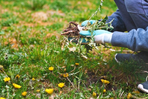 Flower Bed Clearing in Conway