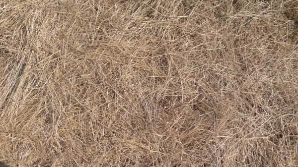 Pine Straw Replacement in Conway