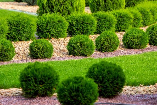Bush Replacement in Conway