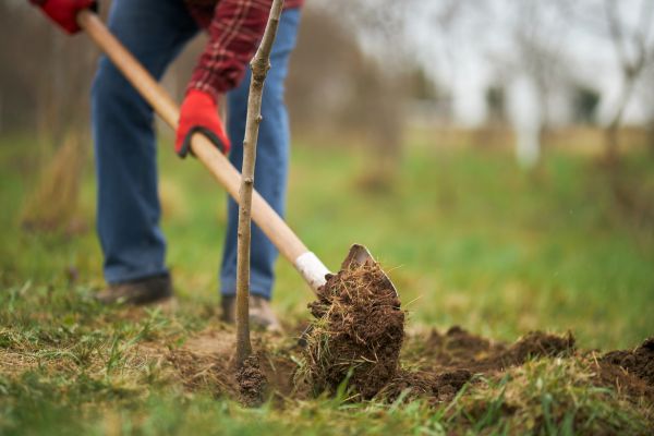 Trees Planting in Conway
