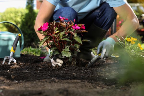 Plant Replacement in Conway