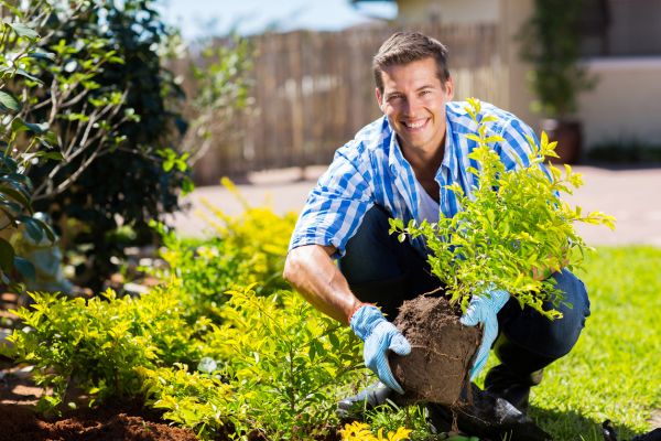 Shrub Landscaping in Conway