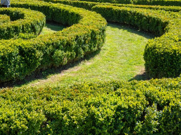 Bush Landscaping in Conway
