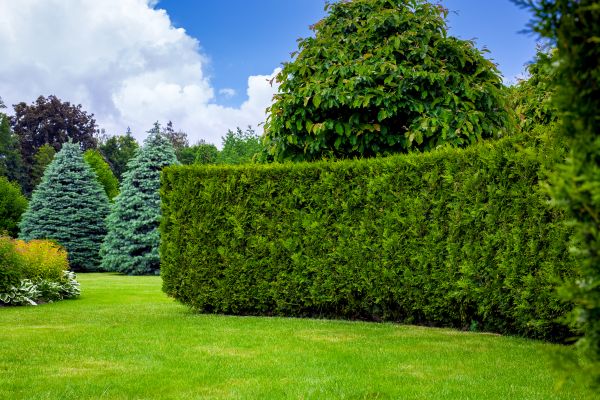 Hedge Landscaping in Conway
