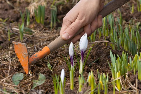 Flower Garden Weeding in Conway