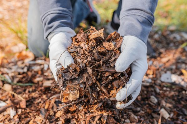 Shredded Mulch Installation in Conway