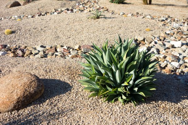 Xeriscaping Service in Conway