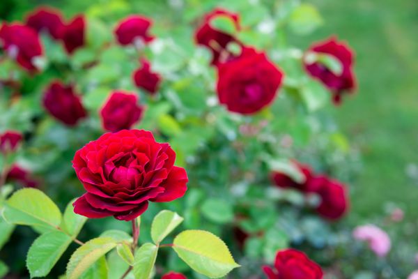 Rose Planting in Conway