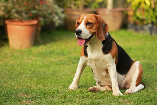 Dog Friendly Landscaping in Conway