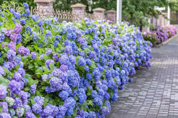 Hydrangea Landscaping in Conway
