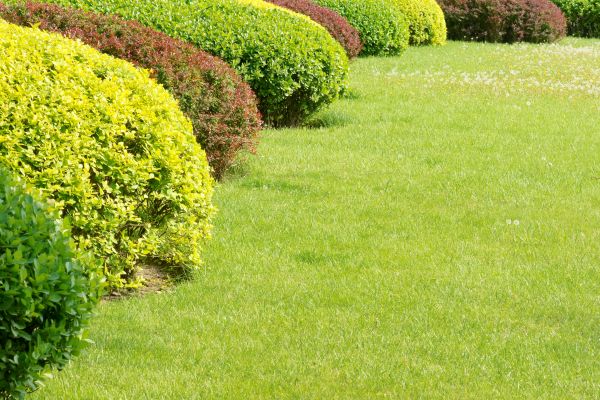 Shrubbery Planting in Conway