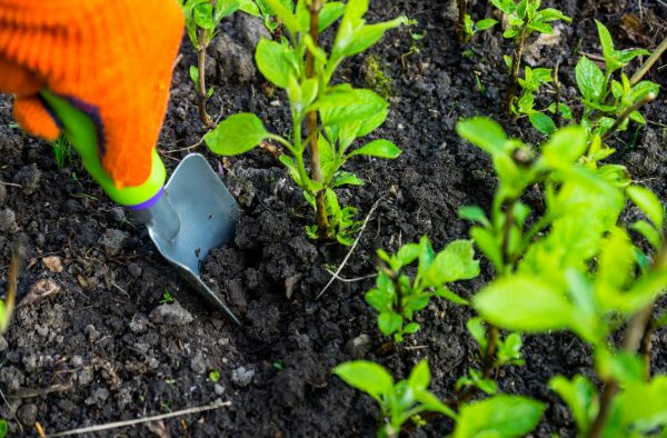 Hydrangea Planting in Conway