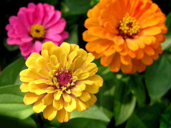 Zinnia Planting in Conway