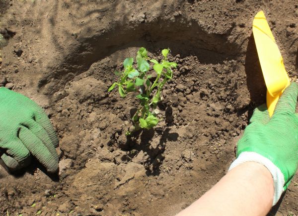 Rose Bush Planting in Conway