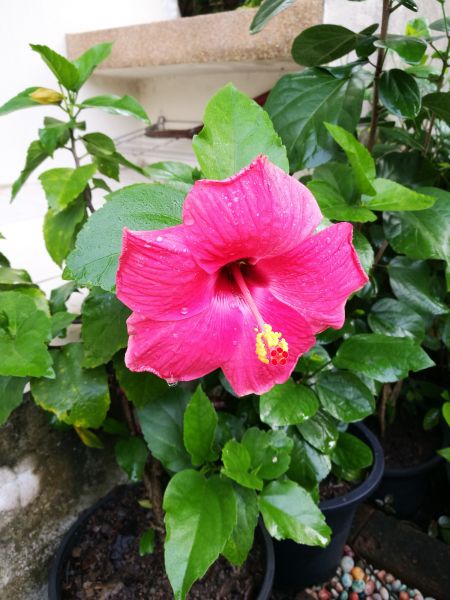 Hibiscus Planting in Conway
