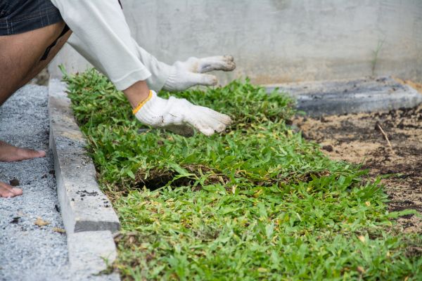 Ground Cover Planting in Conway