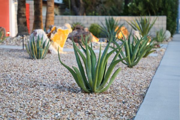 Drought Resistant Landscaping in Conway