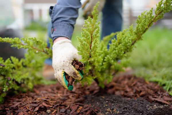 Church Mulching in Conway
