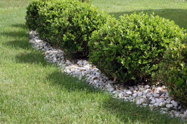Boxwood Planting in Conway